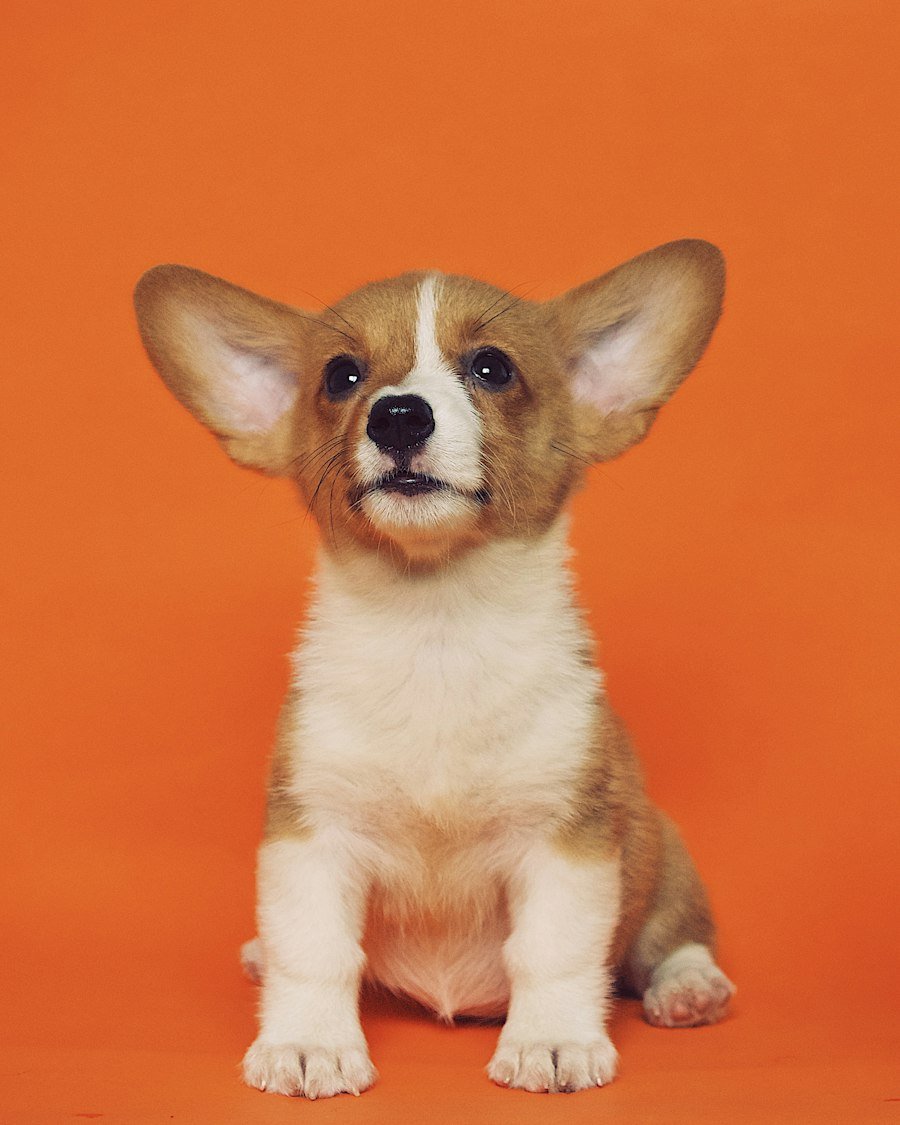 Cachorro feliz com descontos do clube