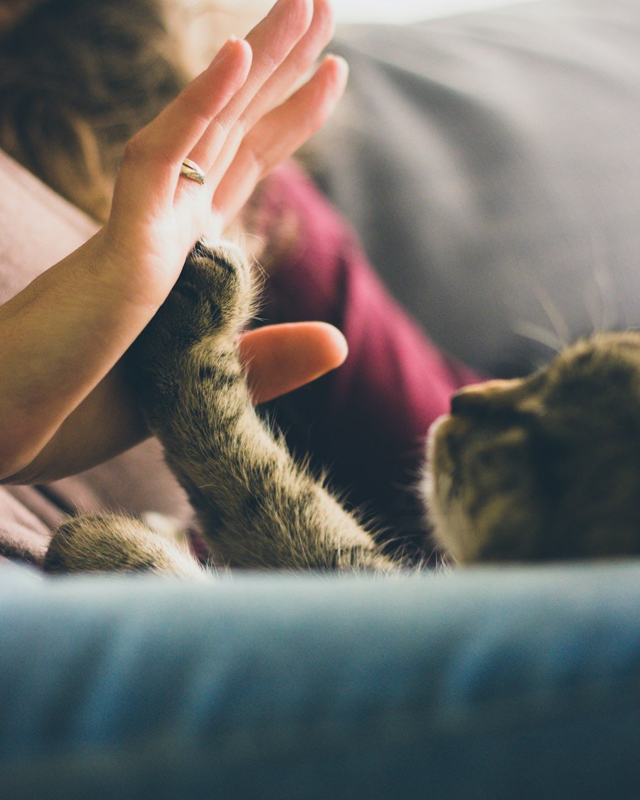 Tutor em casa com seu gato
